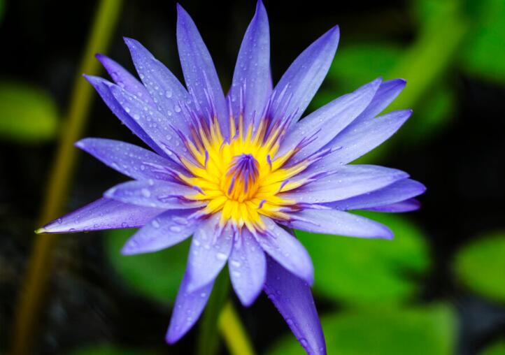 一心向佛的霸气句子文案