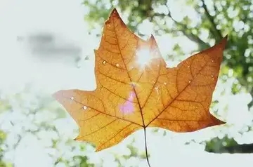 朋友圈美言美句正能量