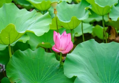 夏天最短好句文案