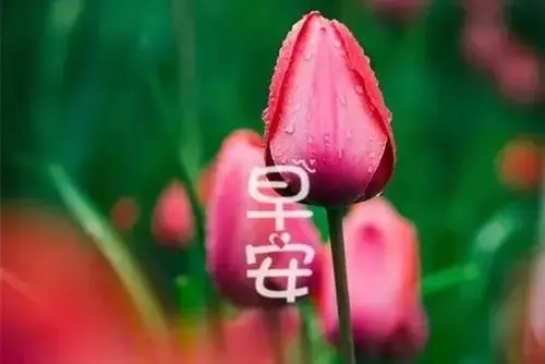 一句话的简单早安心语