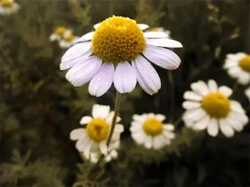 写天气好的优美句子文案