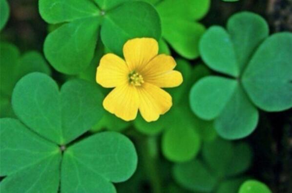 带有从字的句子文案