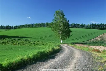 乡间的小路美景的短语