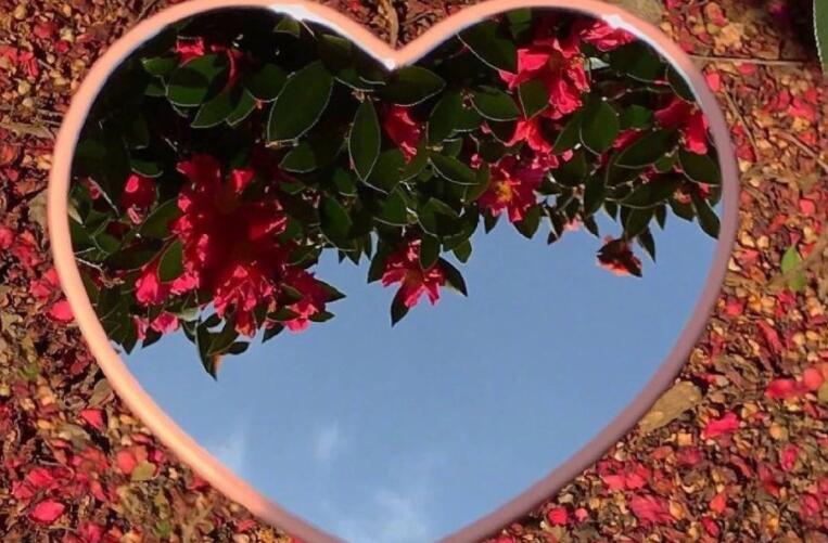 写给爱豆的唯美句子文案