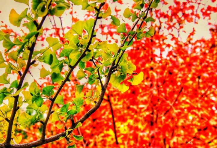 关于颜色的优美句子文案摘抄简短