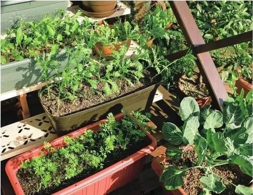 适合朋友圈晒种菜的说说文案