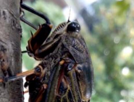 关于蝉的诗句文案