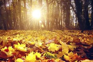 关于秋天的情感句子文案短句