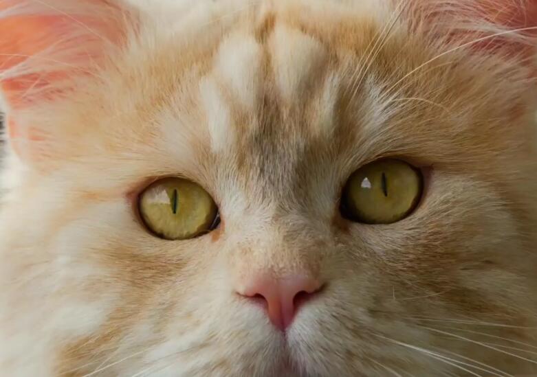 晒的黑不溜秋的说说文案