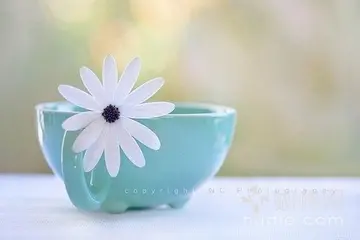 静待花开相似的句子文案