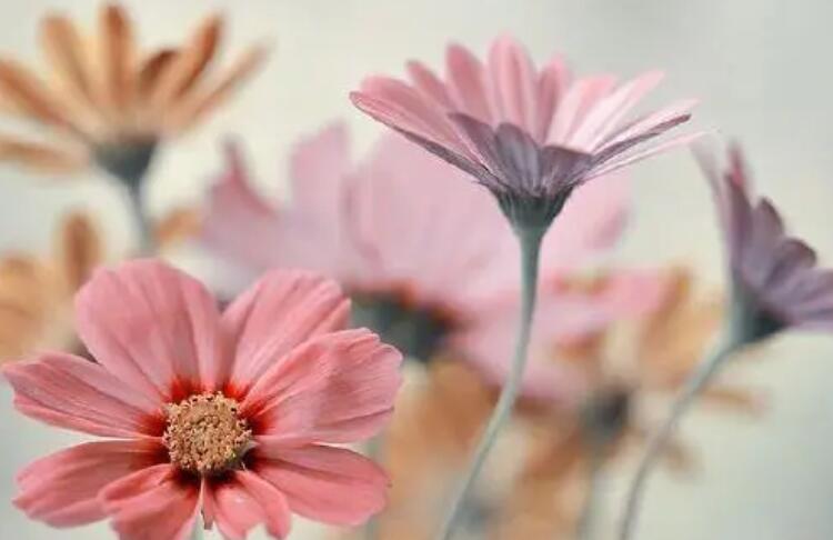 一句话的幸福心情说说文案