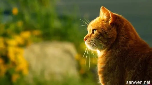 特搞笑生活哲理句子文案