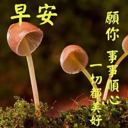 天天一早微信见问候祝福语