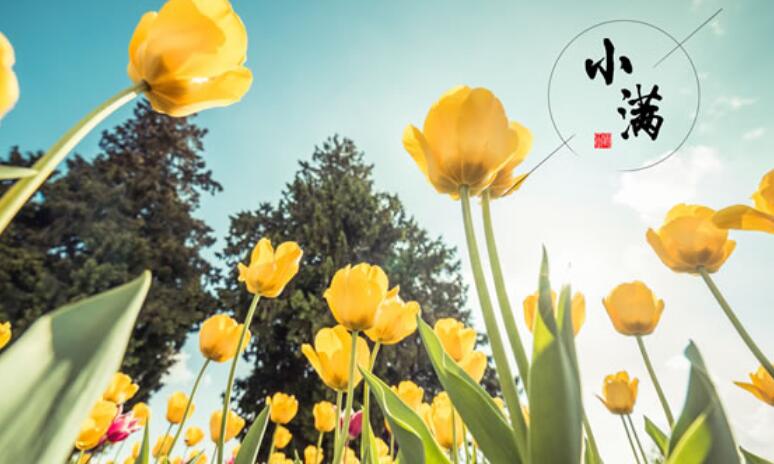 关于二十四节气小满的古诗