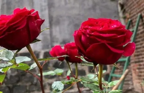 月季花的样子描写