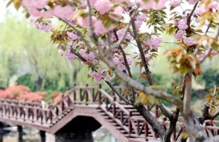 赏樱花的好心情说说文案