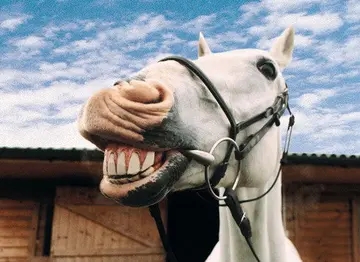 把人比作马的句子文案