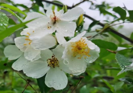 春日美景的唯美句子文案