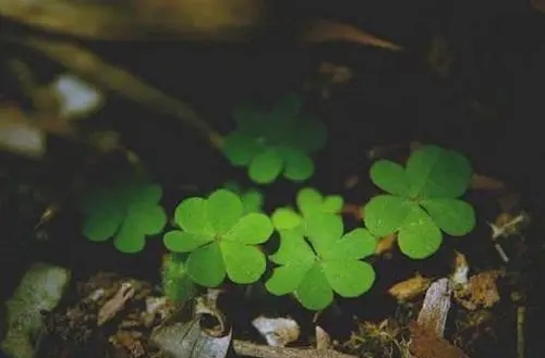 描写植物的优美短句