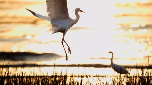 描写白鹭的诗句文案大全