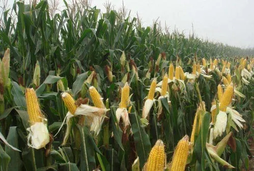 天天种玉米怎么发幽默说说文案