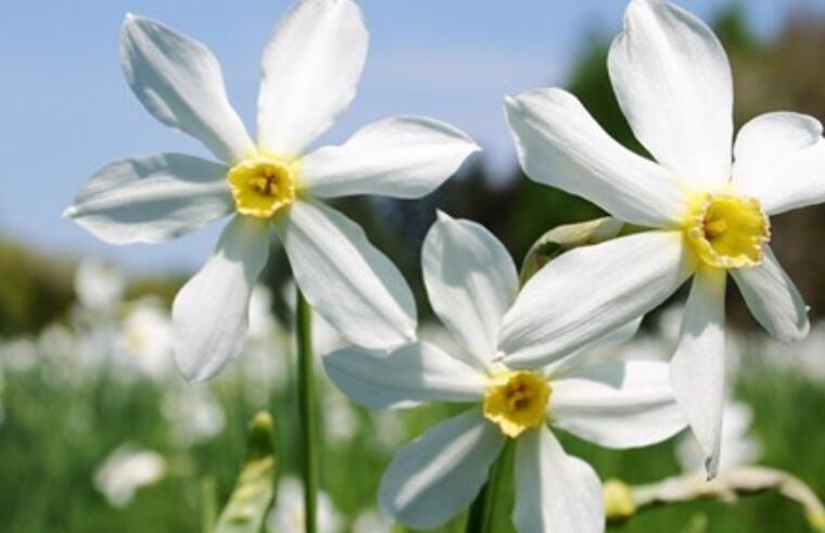 女人三十岁祝福语简短