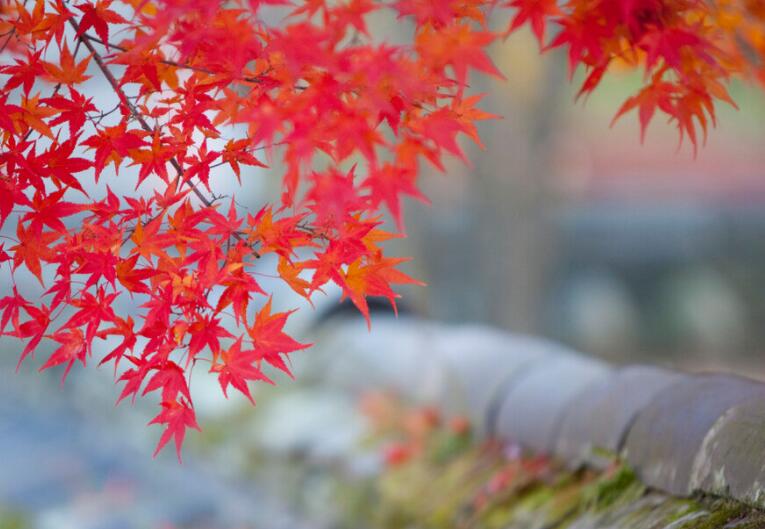 关于深秋的唯美句子文案