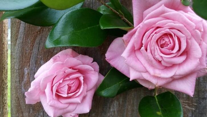 光明励志句子文案