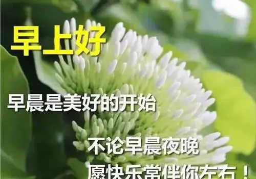 每日的问候语大全