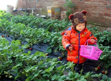 采摘乐趣的唯美句子文案