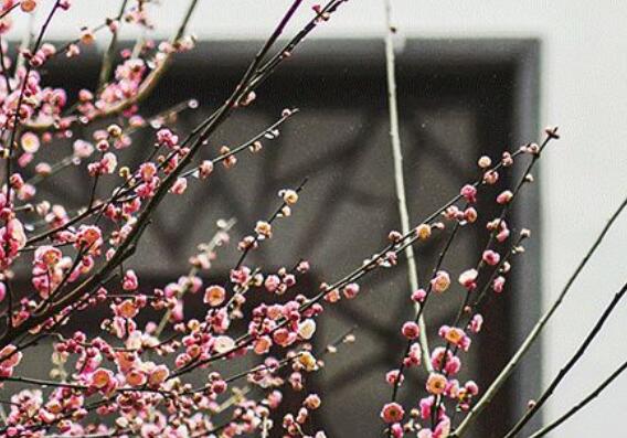 女人如花唯美句子文案