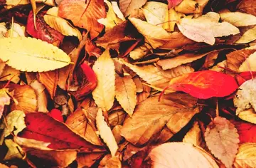 写秋天的一句话简短的