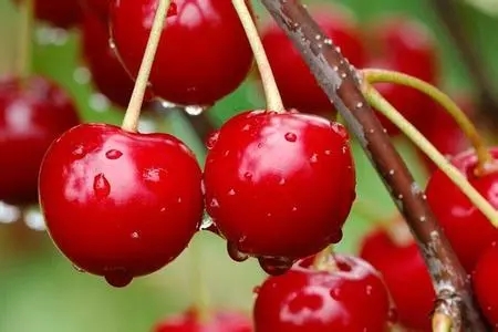 描写樱桃的优美句子文案