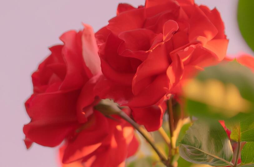 很暖很治愈的爱情短句