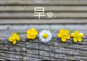 适合每天打卡的句子文案