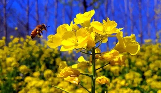 描写春天的优美短句