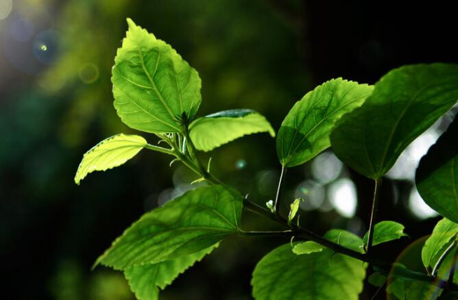 四月植树的句子文案