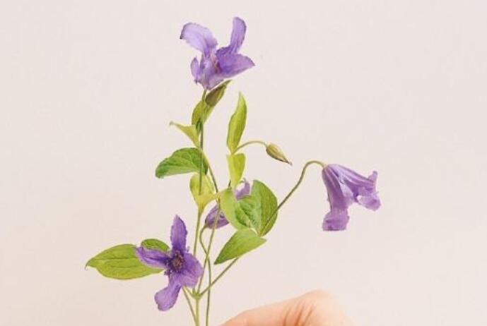 祝朋友节日的祝福语