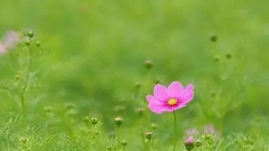 5个春天的句子文案每句10个字