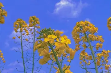 优美句子文案加赏析摘抄