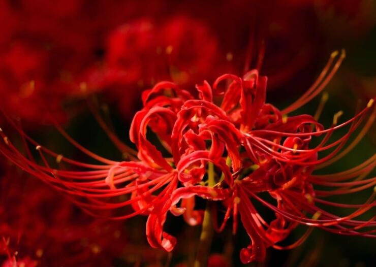 彼岸的唯美句子文案