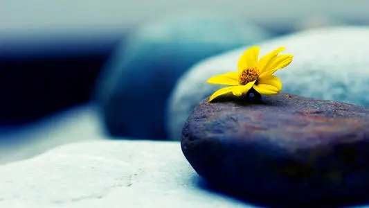 意境高深优美的句子文案