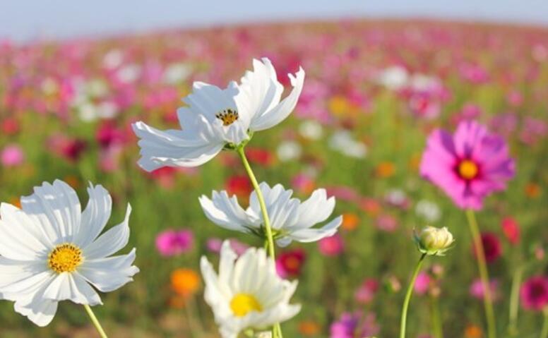 高挑气质美女的句子文案