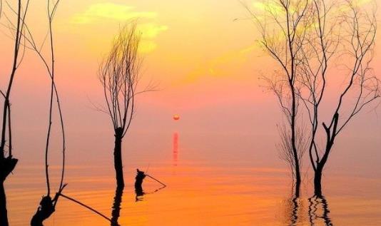 赞美绿植的优美句子文案