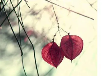 50个优美句子文案简短