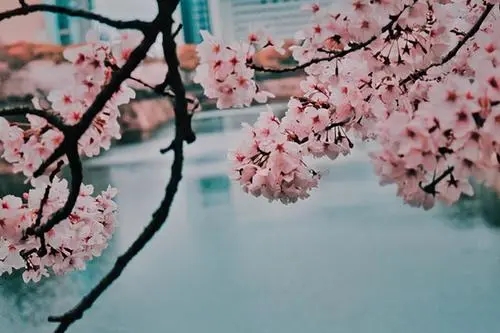 白色樱花的诗词