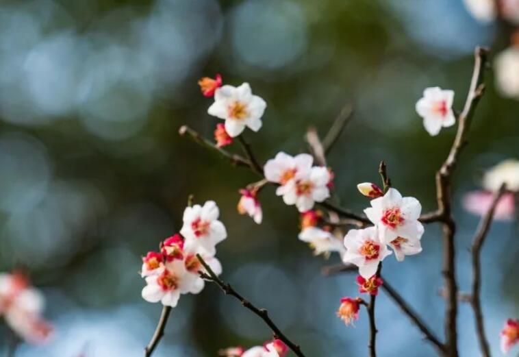 形容花开得很美的诗句文案