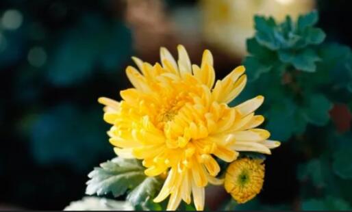 感慨岁月催人老的诗句文案