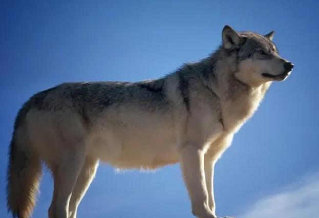 描写动物动作的好句子文案摘抄