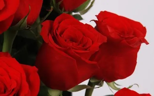 女人如玫瑰经典名言